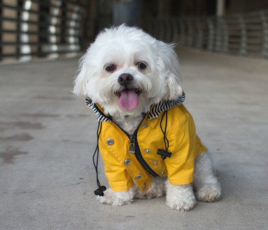 ellie dog wear yellow dog raincoat 1