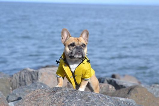 ellie dog wear yellow dog raincoat 2