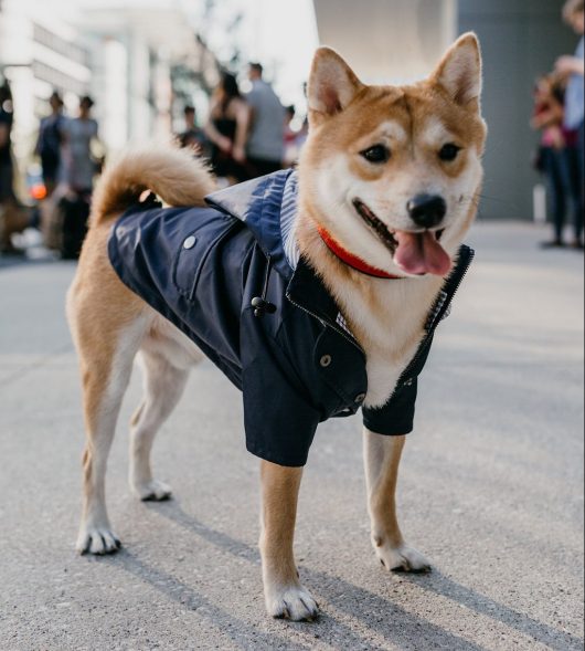 navy dog raincoat