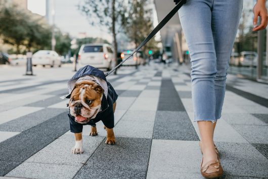 ellie dog wear navy blue dog raincoat