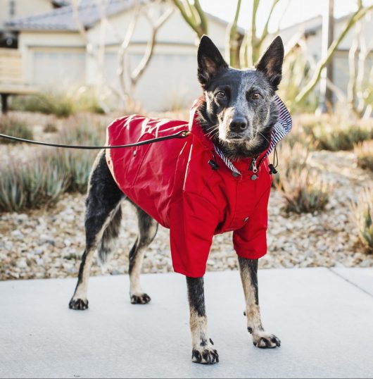 ellie dog wear red dog raincoat 1