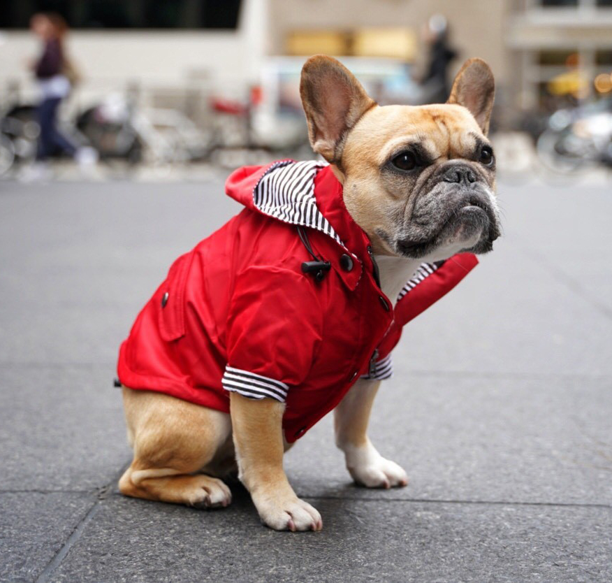 ellie dog wear red dog raincoat 3