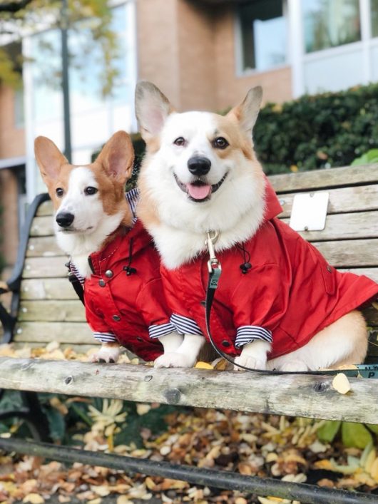 ellie dog wear red dog raincoat