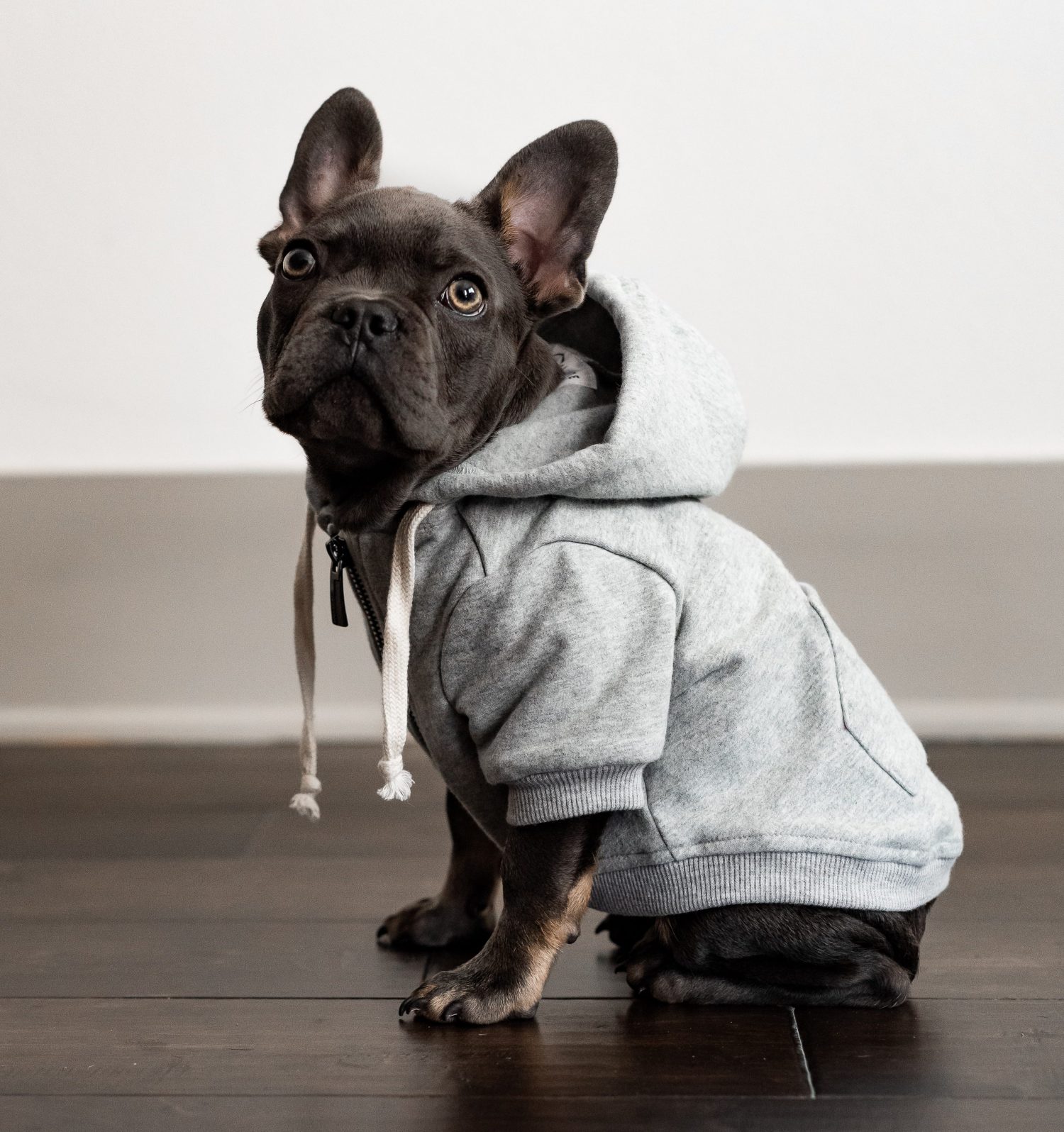 grey dog hoodie