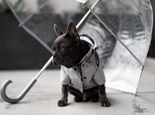 ellie dog wear grey raincoat