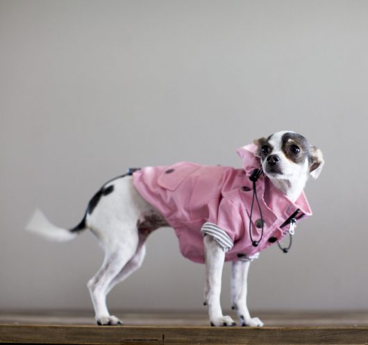 ellie dog wear pink dog raincoat 3