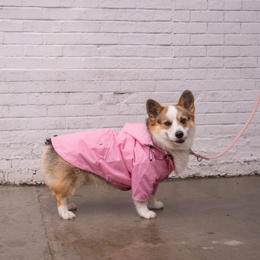 ellie dog wear pink raincoat 2