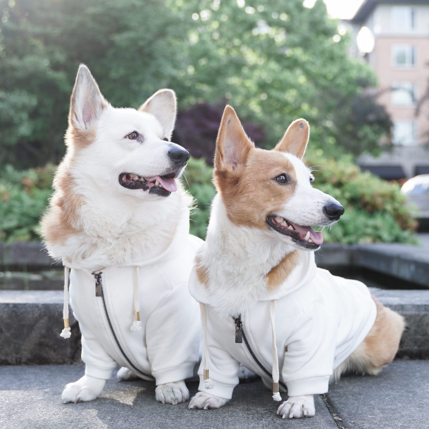 white dog hoodie